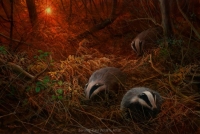 1184-sunset-foraging-badgers-22x15