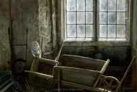 1190-the-gardeners-store-barn-owl-22x15