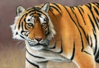 1207-catching-the-eye-kumbha. Ranthambore, tiger
