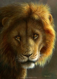 1208-Gold - Masai Mara lion-16x12