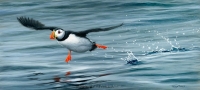 1216-keep-on-running-puffin