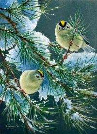 1227-goldcrests