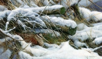 1232-winter-woodcock