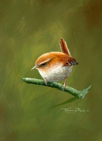 1234-wren