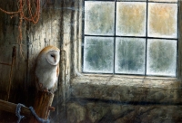 1236-Leaded-lights---barn-owl