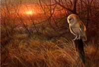 1238-Winter-sun---barn-owl