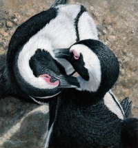 1244-preening-penguins