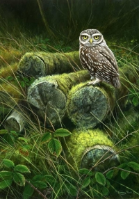 1252-Forgotten-logpile---little-owl