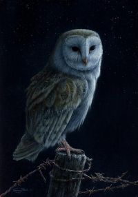 1260-Starlight-barn-owl