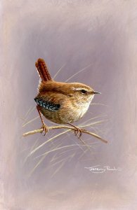 1262-wren-study