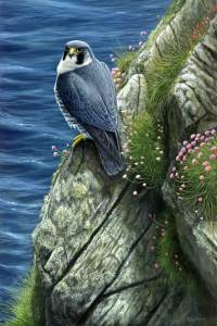 1266-Peregrine