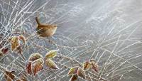 1269-Morning-frost-wren