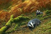 1271-Seasons-change-badgers