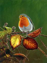 1275-Autumn-robin