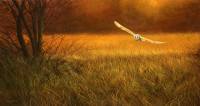 1276-Golden-hour-barn-owl