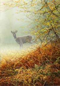 1278-morning-mist-Roebuck