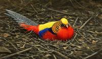 1282-All-the-colours-Golden-pheasant