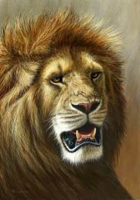 1285-Masai-Mara-lion