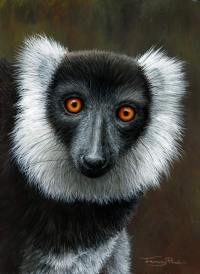 1287-Black-and-white-ruffed-lemur