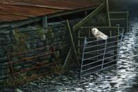 1288-Damp-evening-barn-owl