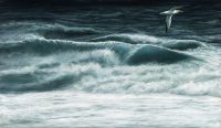 1290-Offshore-gannet