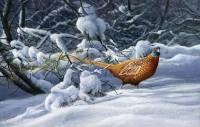 1294-Winter-colours-pheasant