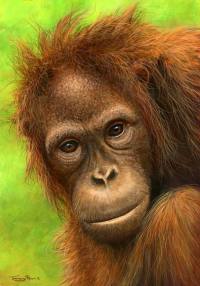 1302-Mirror2-Orangutan