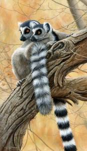 1305-Heads-and-tails-ring-tailed-lemrs-