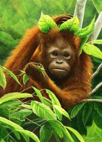 1306-Nesting-Orang-utan