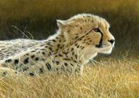 1308-Cheetah