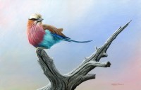 1309-lilac-breasted-roller