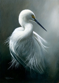 1312-Great-white-egret