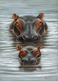 1315-Jeremy-Paul-Back-up-hippos