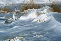 1326-Mountain-Hare-crop-scan