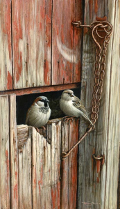 1328-Moving-in-house-sparrows