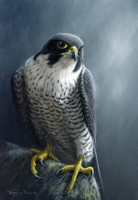 1330-Peregrine