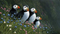 1331-Summer-visitors-puffins-and-wild-flowers