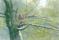 1337-Misty-morning-tawny-owl