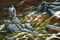 1349-Ancient-stones-peregrine