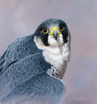 1351-Peregrine