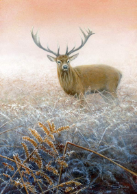 1364-Winter-morning-stag