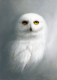 1370-Apparition-snowy-owl
