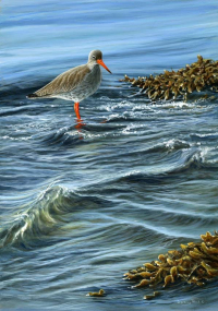 1383-Ebbing-tide-redshank