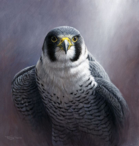 1386-Peregrine