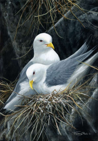 1404-A-small-adjustment-kittiwakes