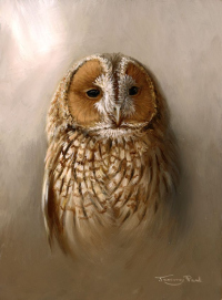 1405-tawny-owl-oil
