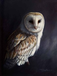 1428-barn-owl