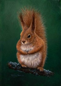 1431-Red-squirrel