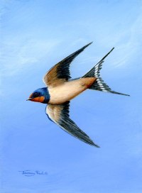 1434-swallow