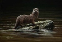 1436-otter